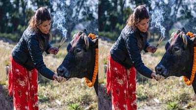 मुलाच्या दीर्घायुष्यासाठी गाईला ही वस्तू खाऊ घाला...