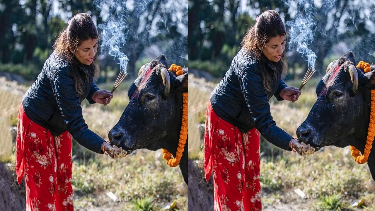 मुलाच्या दीर्घायुष्यासाठी गाईला 'ही' वस्तू खाऊ घाला...