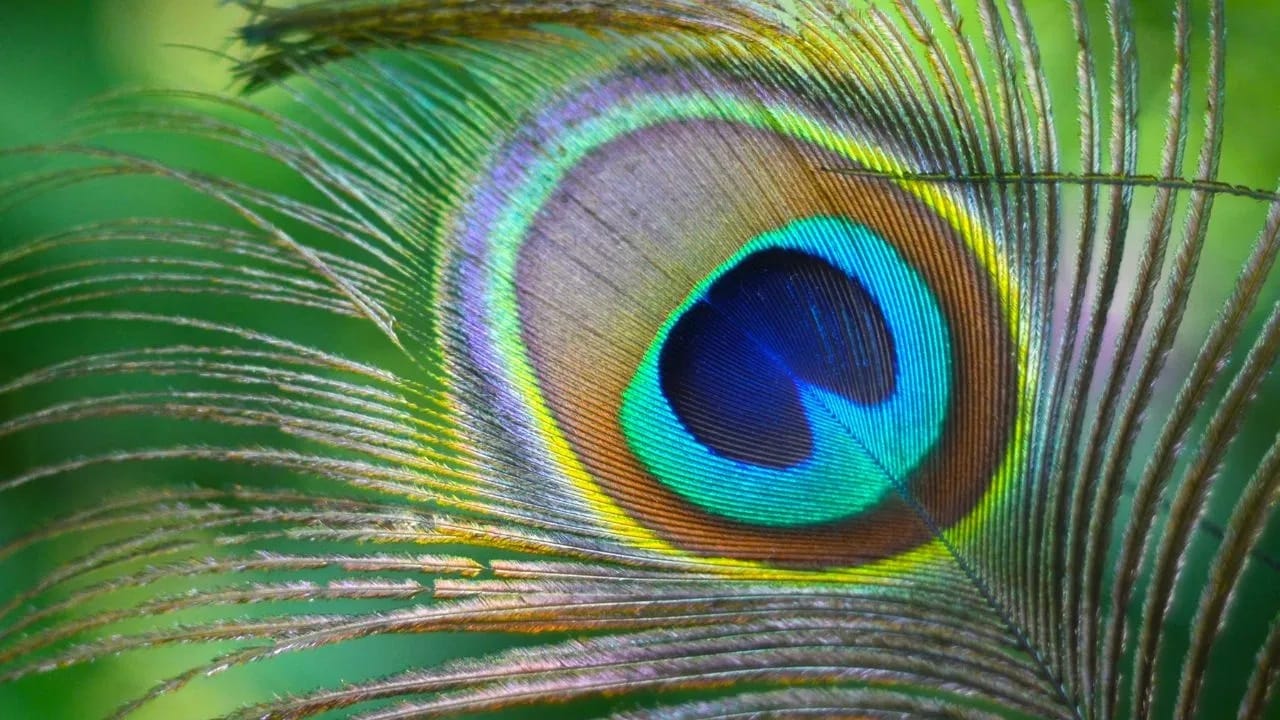 ज्योतिषी आणि वास्तु तज्ज्ञ नीतिका शर्मा म्हणतात की, घरात काही ठिकाणी मोरपंख ठेवणे खूप शुभ मानले जाते. विशेषतः जन्माष्टमीच्या दिवशी मोरपंख ठेवणे अधिक प्रभावी मानले जाते. चला जाणून घेऊया कोणत्या ठिकाणी मोरपंख ठेवणे शुभ आहे.