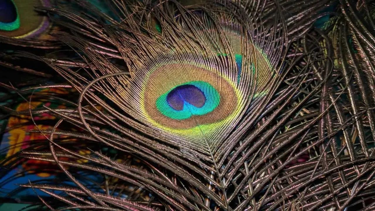 तुम्ही तुमच्या मुलांच्या अभ्यासाच्या खोलीत किंवा ते जिथे अभ्यास करतात तिथे मोरपंख ठेवू शकता. कारण त्याची सकारात्मक ऊर्जा मनाला स्थिर करते आणि विचलित होऊ देत नाही. याशिवाय, मुलांच्या खोलीत मोरपंख ठेवल्याने नकारात्मकतेचे परिणाम देखील दूर राहतात.