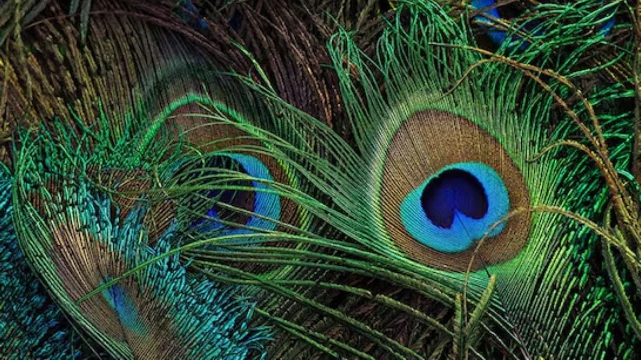 नकारात्मक ऊर्जा दूर करण्यासाठी तुम्ही घरातील हॉलमध्ये  देखील मेरपंख ठेवू शकता. यासोबतच, तिजोरीत किंवा घराच्या उत्तर दिशेला पैसे साठवण्याच्या ठिकाणी मोरपंख ठेवणे देखील शुभ आहे.