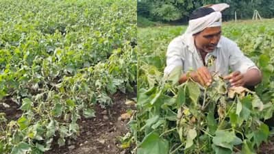 रागाच्या भरात भावाने केलं असं कृत्य...; परळीतील धक्कादायक घटनेने शेतकरी हादरले