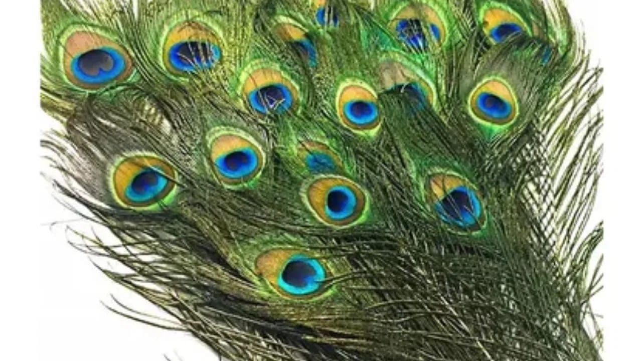 पती-पत्नींच्या सुखी वैवाहिक जीवनासाठी, मनःशांती आणि चांगल्या आरोग्यासाठी तुम्ही बेडरूममध्ये मोरपंखांची जोडी ठेवू शकता. यामुळे वातावरण शुद्ध आणि सकारात्मक बनते.