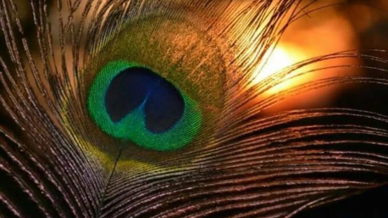 वास्तुशास्त्रानुसार, घरातील पूजास्थळी मोरपंख ठेवणे देखील शुभ मानले जाते. पूजास्थळी भगवान श्रीकृष्णाची मूर्ती किंवा फोटो असल्यास, तुम्ही त्याच्या जवळ मोरपंख ठेवू शकता... असं देखील सांगितलं जातं