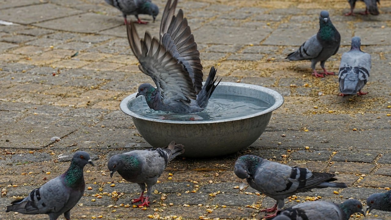 उपचार नाही, साईड इफेक्ट खूप... कबुतरांचा सर्वाधिक धोका कोणत्या वयोगटाला?; वेळीच सावध व्हा उपचार नाही, साईड इफेक्ट खूप... कबुतरांचा सर्वाधिक धोका कोणत्या वयोगटाला?; वेळीच सावध व्हा