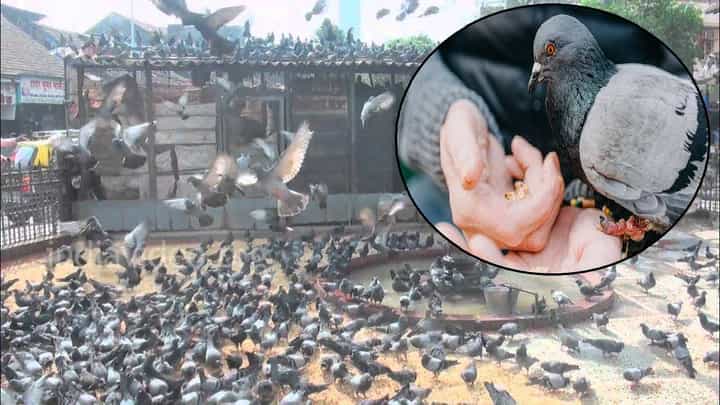 Pigeon Feeding Ban : मोठी बातमी... कबुतरांना दाणे, खाद्य घातलाय? महागात पडणार; मुंबईत पहिला गुन्हा दाखल Pigeon Feeding Ban : मोठी बातमी... कबुतरांना दाणे, खाद्य घातलाय? महागात पडणार; मुंबईत पहिला गुन्हा दाखल