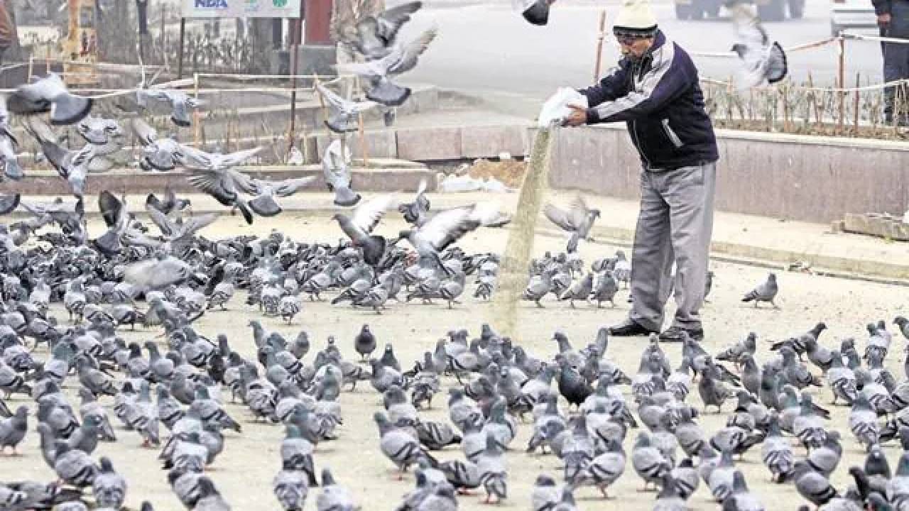 कबुतरांना खायला घातल्याने घरात आनंद कायम राहतो. कबुतरांना खायला घालणे ही देवाची सेवा मानली जाते. यामुळे अनेक लोक कबुतरांना खायला घालतात. 