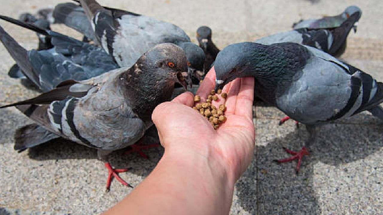 कबुतरांना चणे खायला देणे अत्यंत शुभ मानले जाते. धार्मिक श्रद्धेनुसार, कबुतरांना चणे दिल्याने दिल्याने आपल्या पूर्वजांचे पाप कमी होते आणि त्यांना हे अन्न दिल्यासारखे आहे. 