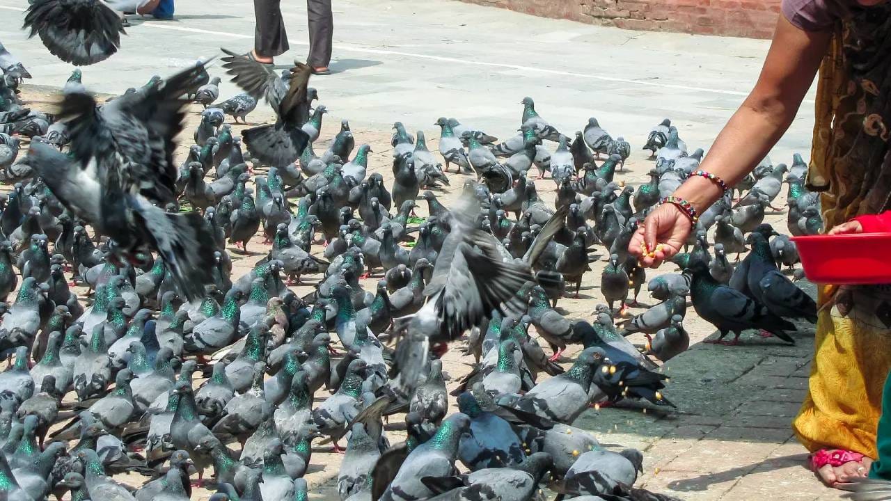 मुंबईमध्ये कबुतरखाने बंद करण्याचा निर्णय घेण्यात आलाय. यावरून जैन समाज आक्रमक झाल्याचे बघायला मिळतंय. मात्र, ज्योतिषीशास्त्रानुसार, कबुतरांना चणे खायला देण्याची अनेक फायदे आहेत. 