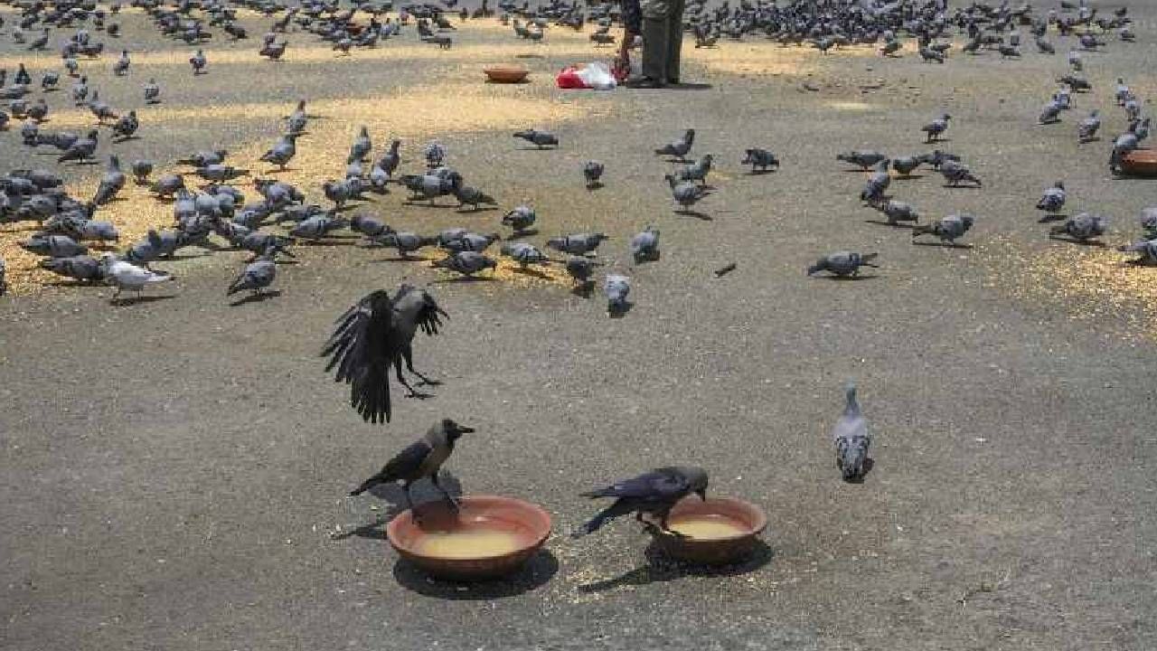 कबुतरांना खायला घातल्याने सर्व देवांचा आर्शिवाद मिळतो, असे मानले जाते. (टीप येथे दिलेली माहिती ही ज्योतिषशास्त्रानुसार आहे, टीव्ही9 मराठी याची पुष्टी करत नाही) 