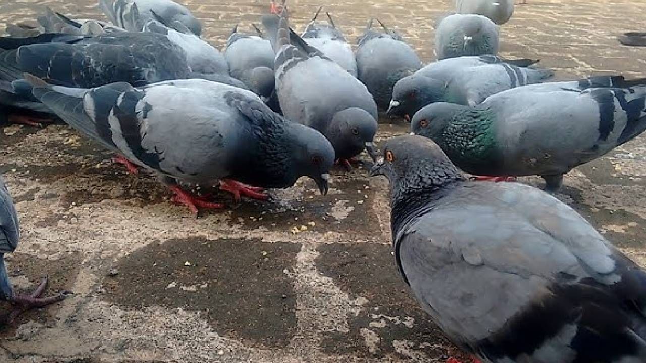 ज्योतिषशास्त्रानुसार, कबूतरांचा संबंध ग्रहांशी आहे. असे मानले जाते की, कबुतरांना खाऊ घातल्याने राहू आणि केतूचा तुमच्यावर आर्शिवाद राहतो. कबुतरांचा शुक्र ग्रहाशी देखील संबंध आहे. 