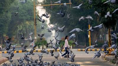डोकेदुखीपासून ते दम्यापर्यंत... शांततेचं प्रतिक असलेल्या कबुतरांमुळे कोणते कोणते आजार होतात? तिसरी बिमारी तर सर्वात...