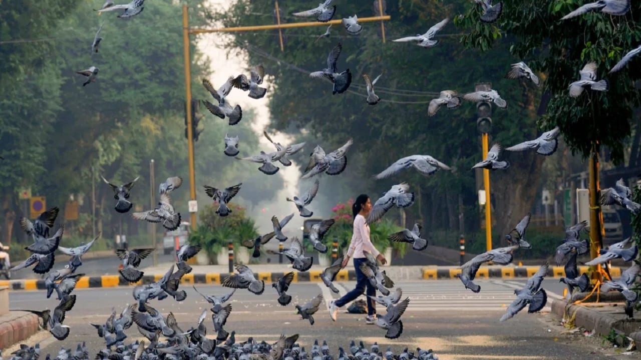डोकेदुखीपासून ते दम्यापर्यंत... शांततेचं प्रतिक असलेल्या कबुतरांमुळे कोणते कोणते आजार होतात? तिसरी बिमारी तर सर्वात... डोकेदुखीपासून ते दम्यापर्यंत... शांततेचं प्रतिक असलेल्या कबुतरांमुळे कोणते कोणते आजार होतात? तिसरी बिमारी तर सर्वात...
