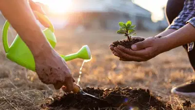 ग्रॅज्युएट होण्यासाठी 10 झाडे लावावी लागणार, या देशात आहे अनोखा नियम