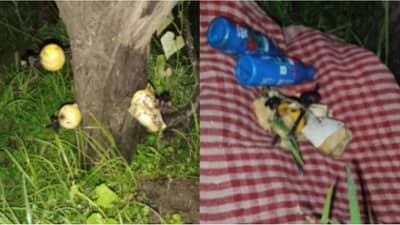 बाभळीच्या झाडाला माजी सरपंच आणि इतर 2 जणांचा फोटो..लिंब, खिळे, बाहूली...पुणे जिल्हातील धक्कादायक प्रकार