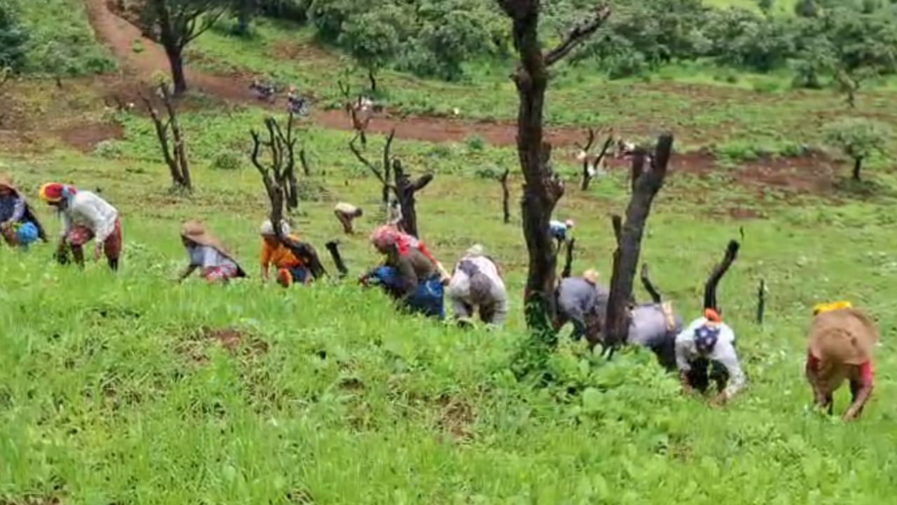 महिला आणि पुरुष पारंपरिक वेशभूषेत ढोलाच्या तालावर नाचत, गाणी म्हणत शेतीची कामे करत होते. कामाच्या या थकव्यातून ऊर्जा मिळवण्यासाठी आणि एकत्र येण्याचा आनंद घेण्यासाठी या काळात वनभोजनाचे आयोजनही करण्यात आले होते.