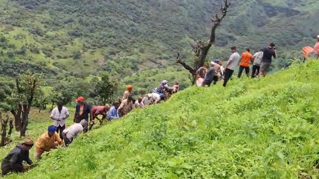 त्यांचा हा अनोखा सामूहिक शेतीचा व्हिडीओ सध्या सोशल मीडियावर चांगलाच व्हायरल होत असून, अनेकजण या पारंपरिक उत्सवाचे कौतुक करत आहेत. हा उत्सव केवळ शेतीचे काम नसून, त्यांच्या सामूहिक भावना, एकोपा आणि निसर्गाशी जोडलेले त्यांचे अतूट नाते दर्शवतो.
