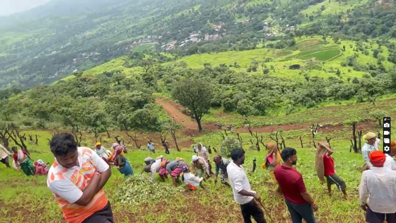 पुणे जिल्ह्यातील ऐतिहासिक राजगड किल्ल्याच्या पायथ्याशी वसलेल्या आदिवासी पाड्यावर एक अनोखा आणि मनमोहक सोहळा नुकताच पार पडला. या ठिकाणी राहणाऱ्या कोळी महादेव आदिवासी बांधवांनी आपल्या पारंपरिक शेतीचा महत्त्वाचा भाग असलेला हातरगी उत्सव मोठ्या उत्साहात साजरा केला.