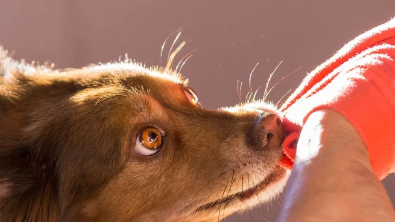  ही भटकी कुत्री माणसांवर हल्ले का करतात किंवा भटके कुत्रे इतके आक्रमक का होतात याचा कधी विचार केला आहे का?  सहसा पाळीव कुत्र्यांना एखाद्यावर हल्ला करण्याचे प्रशिक्षण दिले जाते किंवा पाळीव कुत्र्याला चूक झाल्याचे कळते आणि तो मागे हटतो. परंतु भटक्या कुत्र्यांचा स्वभाव भक्षक असतो जो अगदी थोडासा जरी धोका जाणवला तरी तो हल्ला करतो. याशिवाय, पाळीव कुत्र्यांना लसीकरण केले जाते तर भटक्या कुत्र्यांना लसीकरण केले जात नाही. त्यामुळे त्यांच्या चाव्यामुळे रेबीज किंवा सेप्सिस सारख्या इतर आजारांचा धोका जास्त असतो. त्यासाठी काळजी घ्या आणि कुत्र्याचे नख असो किंवा दात लागो घरगुती उपचार करण्यापेक्षा थेट डॉक्टरांकडे जाऊन उपचार घ्या.  