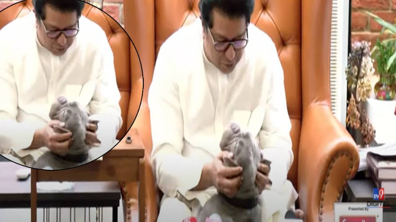 Raj Thackeray :  ए पिल्लू... काय झालं.. पत्रकार परिषद सुरू अन् लाडक्या कुत्र्याची एन्ट्री, राज ठाकरेंनी नावंही सांगितलं
