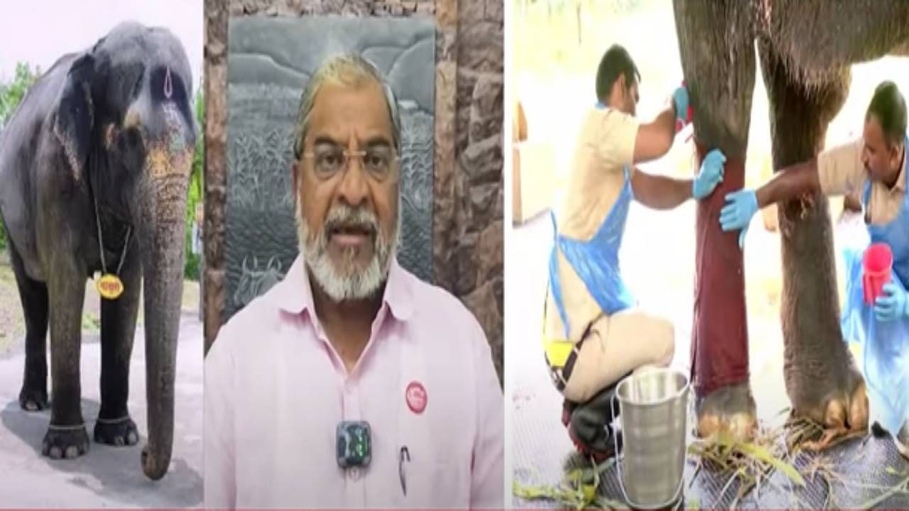 Raju Shetty : माधुरीचा वाद सुरू असतानाच राजू शेट्टींकडून अनंत अंबानीचं कौतुक, असं काय म्हणाले...?