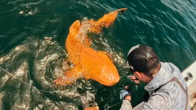 Viral Photos: भगव्या रंगाचा शार्क पाहिलात का? या सुमद्रात पाहायला मिळाला