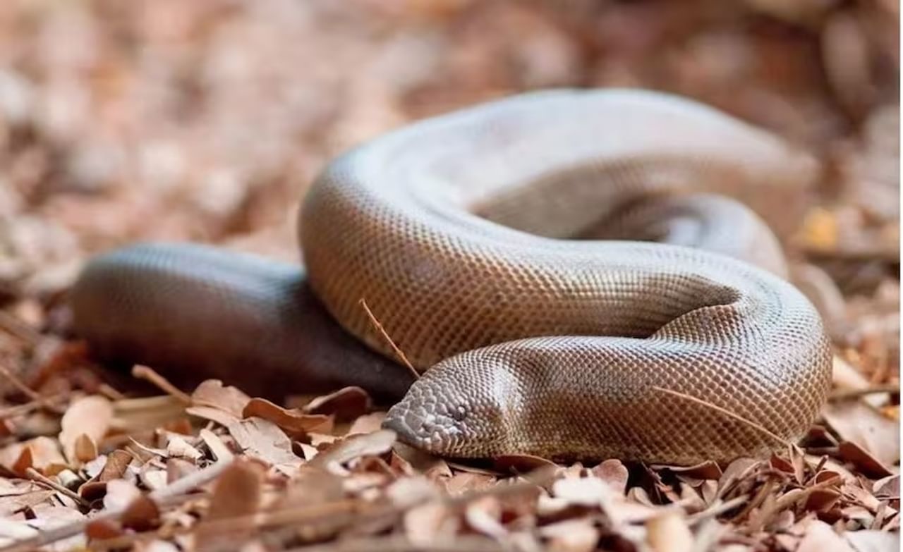 ऐकून आश्चर्य वाटेल एका सामान्य दोन तोंडाच्या साप रेड सँड बोआ याची किंमत इतकी जास्त का आहे. अखेर या सापाला इतकी किंमत का ? त्याच्याबाबत पसरलेले चुकीच्या समजूतीमुळे काळ्या बाजारात यास हवी तितकी किंमत आहे. या सापांची स्मगलिंग देखील होते. कोट्यवधी रुपये त्यासाठी मिळतात.