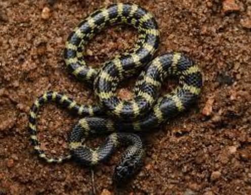 Wolf Snake : आज आम्ही तुम्हाला एक अशा सापाबद्दल सांगणार आहोत, ज्याला पाऊस आला की जंगल, बिळात नव्हे तर लोकांनी बांधलेल्या घरात राहायला आवडते. या सापाचे नाव कवड्या साप (वूल्फ स्नेक) असे आहे.