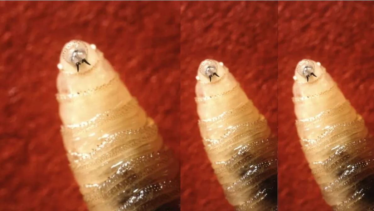 स्क्रु सारखी शरीरात घुसते आणि जीवंत माणसाला खाते, स्कुवॉर्म अळीने जगभरात खळबळ स्क्रु सारखी शरीरात घुसते आणि जीवंत माणसाला खाते, स्कुवॉर्म अळीने जगभरात खळबळ