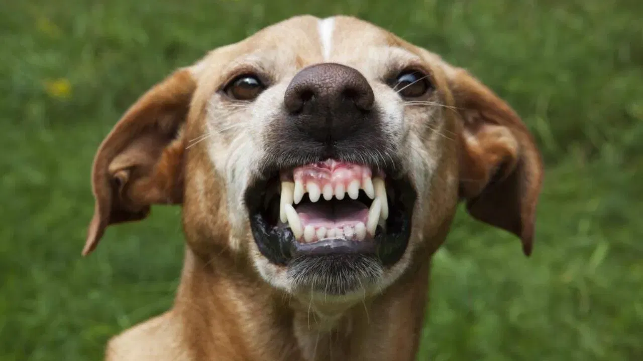 सेप्सिस: जर कुत्रा चावल्यानंतरची जखम योग्यरित्या स्वच्छ केली नाही किंवा डॉक्टरांनी वेळेवर ती दाखवली नाही तर बॅक्टेरिया तुमच्या रक्तवाहिन्यांमध्ये पसरू शकतात, ज्यामुळे सेप्सिस होतो. या आजारात रक्त कमी होणे, रक्तवाहिन्या ब्लॉक होणे आणि अवयव निकामी होणे यासारख्या समस्या उद्भवू शकतात. कोणत्याही सामान्य जखमेसारखी ही जखम नसते. ती नक्कीच जीवघेणी  असते. 