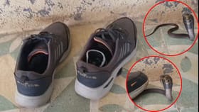 बूट घालताय? तरुणाच्या बुटात सापडला विषारी कोब्रा साप, थरारक फोटो समोर.