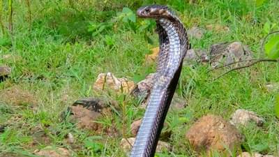 साप कितीही विषारी असूद्या, ही वनस्पती म्हणजे सर्पदंशाचा कर्दनकाळच, झटक्यात उतरवते विष