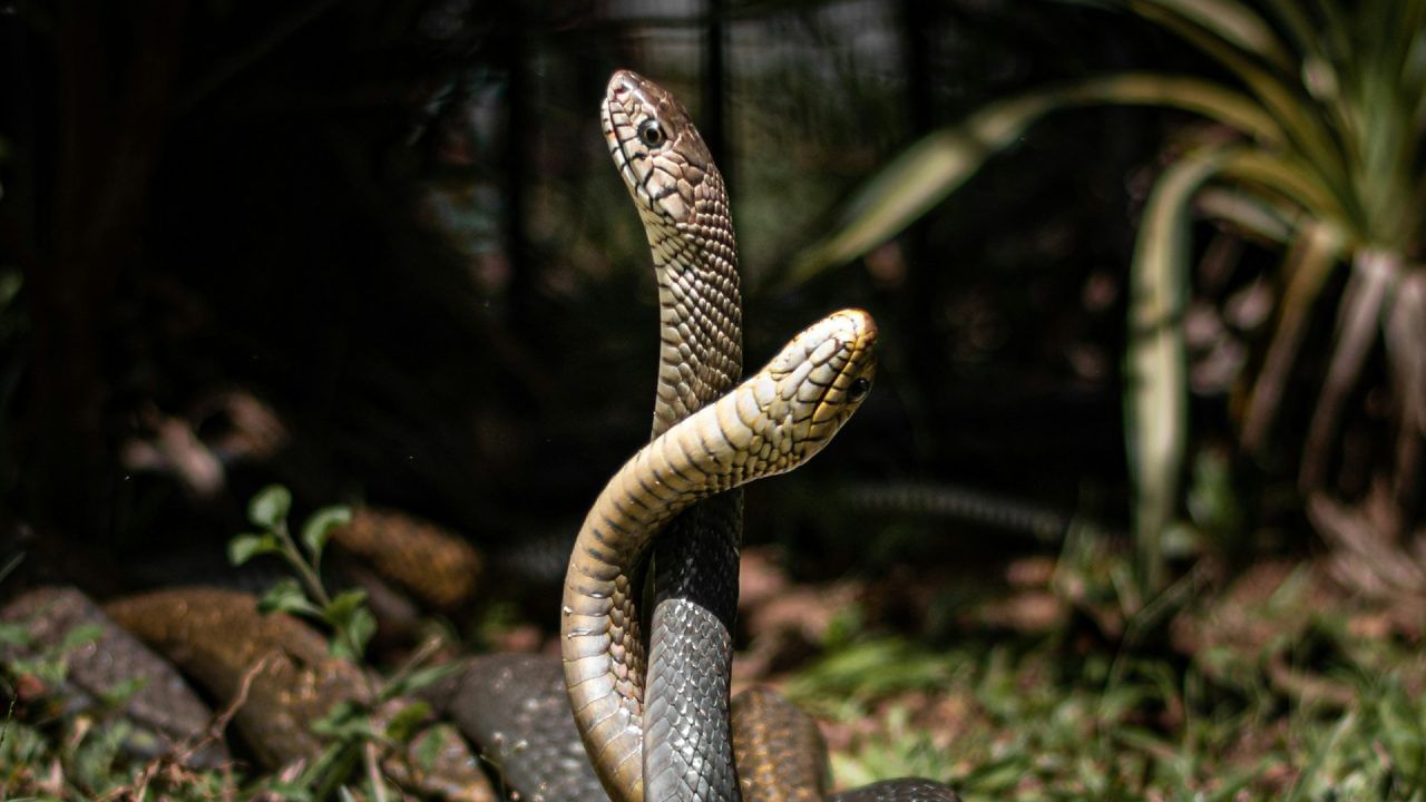 यामुळे जर तुम्हाला साप दिसला तर कृपया त्याला डिवचू नका. त्याच्यापासून सुरक्षित अंतर ठेवा. सापांपासून सुरक्षित राहण्यासाठी नेहमी काळजी घ्या. त्यांना दूरूनच बघा, असा सल्ला अनेक तज्ज्ञ देतात.