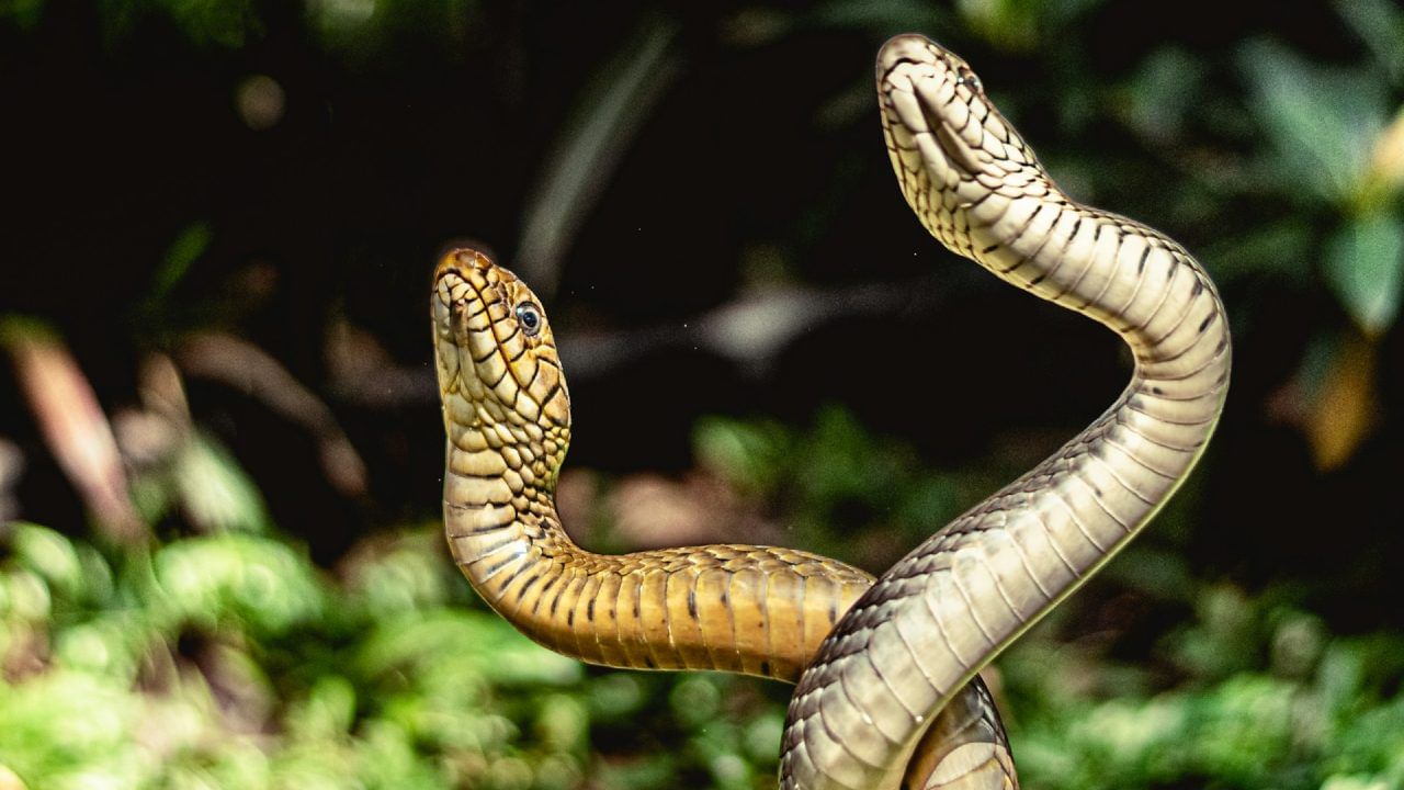 भारतात, विशेषतः ग्रामीण भागात सर्पदंशामुळे मृत्यू होणाऱ्यांची संख्या जास्त आहे. देशातील सापांच्या चावण्यामुळे होणाऱ्या मृत्यूची आकडेवारी खूप चिंताजनक आहे. पावसाळ्यात सर्पदंशाच्या घटना अधिक वाढतात.
