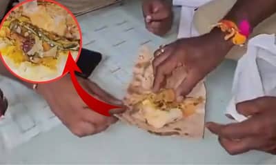 स्नॅक्समध्ये मेलेला साप सापडला, महिलेची पोलिसांत धाव, Video पाहून हादरले लोक