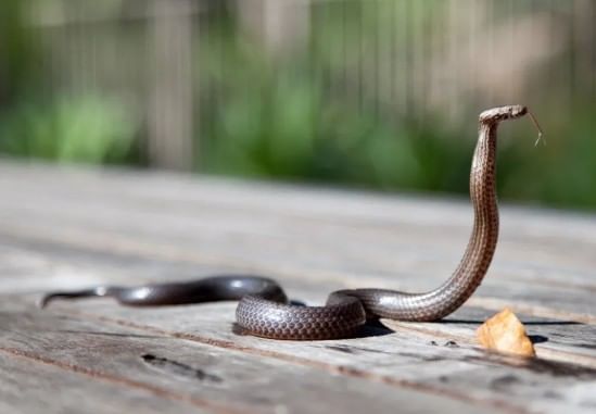 वाईल्डलाईफ एक्स्पर्ट्सच्या मते या सापाला लोकांच्या घरात राहायला आवडतो. विशेषत:  हा साप पावसाळ्यात लोकांच्या घरात आढळून येतो. अन्य साप माती, झाडी, बिळात आढळतो. मात्र हा वूल्फ स्नेक भिंती, नाल्यांच्या जवळ असलेल्या भिंतींमध्ये आढळतो. 