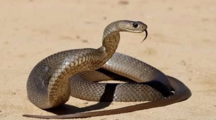 इथे प्रत्येक घरात साप आढळणे ही सामान्य बाब असल्याचे म्हटले जाते. या गावातील लोक सापाला देवता मानतात. तसेच सापांची पूजा करतात.