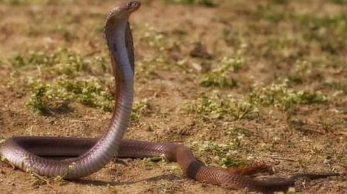 पश्चिम चंपारन तसेच पूर्ण बिहारमध्ये या वूल्फ स्नेकच्या तीन प्रजाती आढळतात. कॉमन वूल्फ, बार्ड वूल्फ आणि ट्विन वूल्फ अशी या प्रजातींची नावे आहेत. सापाची ही प्रजाती विषारी नसते. या सापाने दंश केला तर माणसाचा मृत्यू होत नाही.