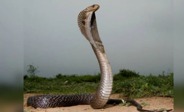  हा साप विषारी नसतो. तरीदेखील अनेकांना हा साप विषारी असल्याचे वाटते. त्यामुळेच तो दिसला की त्याला मारले जाते. या सापाच्या पाठीवरचा कणा स्पष्टपणे दिसतो. हा साप सामान्यत: काळ्या रंगाचा असतो. त्याच्या अंगावर पांढऱ्या रंगाचे चट्टे असतात.