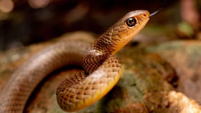 (टीप- या लेखातील सर्व माहिती ही प्राथमिक स्वरुपाची आहे. सविस्तर माहितीसाठी किंवा कोणताही प्रयोग करण्याआधी त्या-त्या क्षेत्रातील तज्ज्ञांशी संपर्क साधावा) 