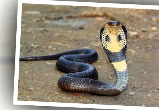 (टीप- या लेखातील सर्व माहिती ही प्राथमिक स्वरुपाची आहे. सविस्तर माहितीसाठी किंवा कोणताही प्रयोग करण्याआधी त्या-त्या क्षेत्रातील तज्ज्ञांशी संपर्क साधावा) 