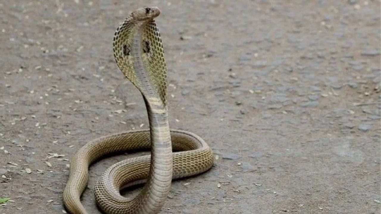 साप चावल्यानंतर का नाही करत व्यक्तीचे अंत्यसंस्कार? मृत व्यक्तीच्या शरीरासोबत घडतात या गोष्टी साप चावल्यानंतर का नाही करत व्यक्तीचे अंत्यसंस्कार? मृत व्यक्तीच्या शरीरासोबत घडतात या गोष्टी