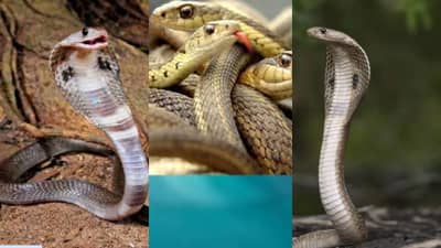 पावसाळयात सतत सापांची भीती वाटते? हे स्वस्त उपाय करा, घराच्या आसपासही फिरकणार नाहीत !