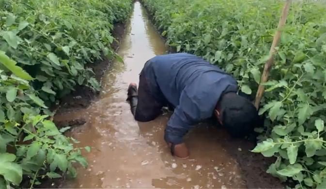 युवा शेतकरी लखन माने (युवा शेतकरी, बेगमपूर, मोहोळ) याने म्हटलंय की माझ्या शेतात 10 ते 12 लाखाचे टोमॅटो पीक पावसामुळे वाया जाण्याची शक्यता आहे.