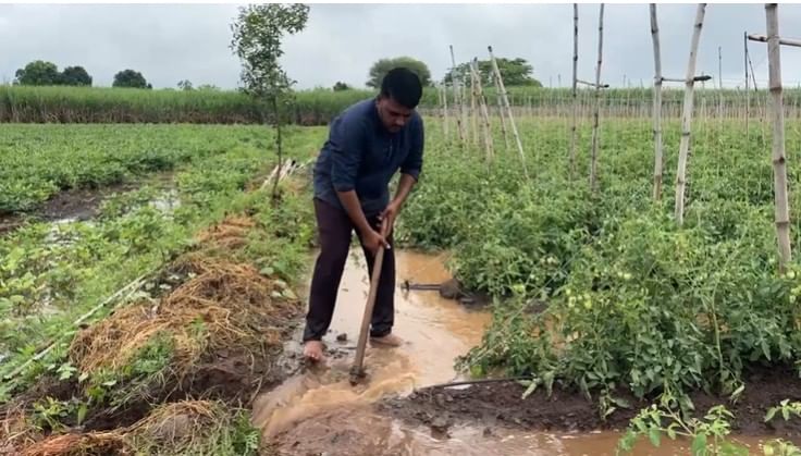 कालच्या मुसळधार पावसामुळे 2 एकरावरील टोमॅटो पिकाच्या बागेत पाणीच पाणी झाल्याने शेतकरी रडकुंडीला आला आहे.