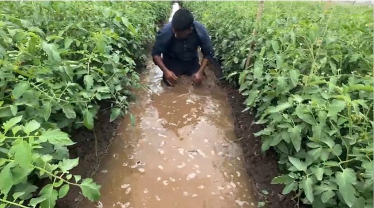 त्यामुळे सरकारला लखन माने या शेतकऱ्याने विनंती केली आहे की आम्हाला पंचनामा नको,नुकसान भरपाई नको तर आमच्या पिकाला हमीभाव द्यावा अशी विनंती या शेतकऱ्याने केली आहे.