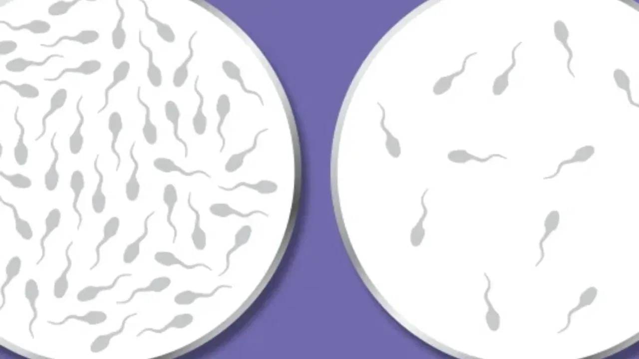 शुक्राणू किंवा स्पर्म अतिशय संवेदनशील असतात. ते सामान्य तापमानातच योग्यरित्या तयार होते आणि वाढतात. परंतु जेव्हा एखादा पुरूष वारंवार घट्ट अंडरवेअर, जीन्स किंवा पँट घालतो तेव्हा ते शरीराला चिकटते आणि उष्णता बाहेर पडू देत नाही. यामुळे अंडकोषांचे तापमान वाढते, ज्यामुळे शुक्राणूंच्या, स्पर्मच्या निर्मितीची प्रक्रिया मंदावते.