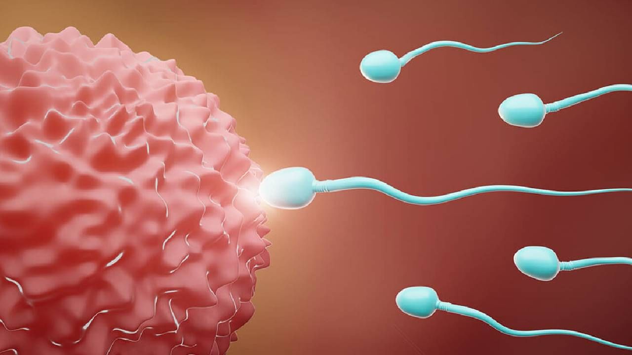 खूप घट्ट कपडे हे शुक्राणूंची संख्या अर्थात स्पर्म काऊंट कमी करतात. आजकाल फॅशनच्या युगात घट्ट कपडे घालणे हा एक ट्रेंड बनला आहे. विशेषतः तरुण मुलांना, अनेकदा घट्ट जीन्स किंवा अंडरगारमेंट घालायला आवडतात. कारण त्यांना स्टायलिश दिसायचे असते. पण या घट्ट कपड्यांचा तुमच्या शरीरावर काय परिणाम होतो, याचा तुम्ही कधी विचार केला आहे का? घट्ट कपड्यांमुळे फक्त चालण्यात अडचण येते का की तुमच्या प्रजनन क्षमतेवरही परिणाम होऊ शकतो?