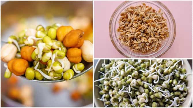 नाश्त्यात या 7 प्रकारच्या स्प्राउट्सचा करा समावेश, दिवसभर शरीरात राहील ऊर्जा
