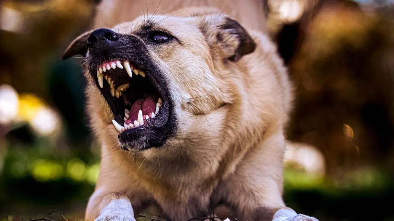  कुत्र्याच्या शरीरातील संसर्ग आणि जीवाणू शरीरात जाणे : राजस्थान पशुवैद्यकीय आणि प्राणी विज्ञान विद्यापीठाचे डॉ. एन.आर. रावत म्हणतात की कुत्र्याच्या चाव्यामुळे झालेल्या दुखापतीतून कुत्र्याच्या शरीरातील एक जीवाणू पीडिताच्या शरीरात प्रवेश करतो. या जीवाणूचे नाव कॅपनोसाइटोफागा कॅनिमोर्सस आहे. वृद्ध, मधुमेही किंवा कर्करोगाच्या रुग्णांसारख्या कमकुवत रोगप्रतिकारक शक्ती असलेल्या लोकांसाठी हा जीवाणू अधिक प्राणघातक ठरू शकतो. हा जीवाणू शरीरात संसर्ग पसरवतो, ज्यामुळे दुखापतीच्या ठिकाणी किंवा चाव्याच्या ठिकाणी पू तयार होणे, सूज येणे आणि त्वचेचा लालसरपणा यासारखी गंभीर लक्षणे दिसून येतात. वेळेवर उपचार न केल्यास हा संसर्ग घातक ठरू शकतो.